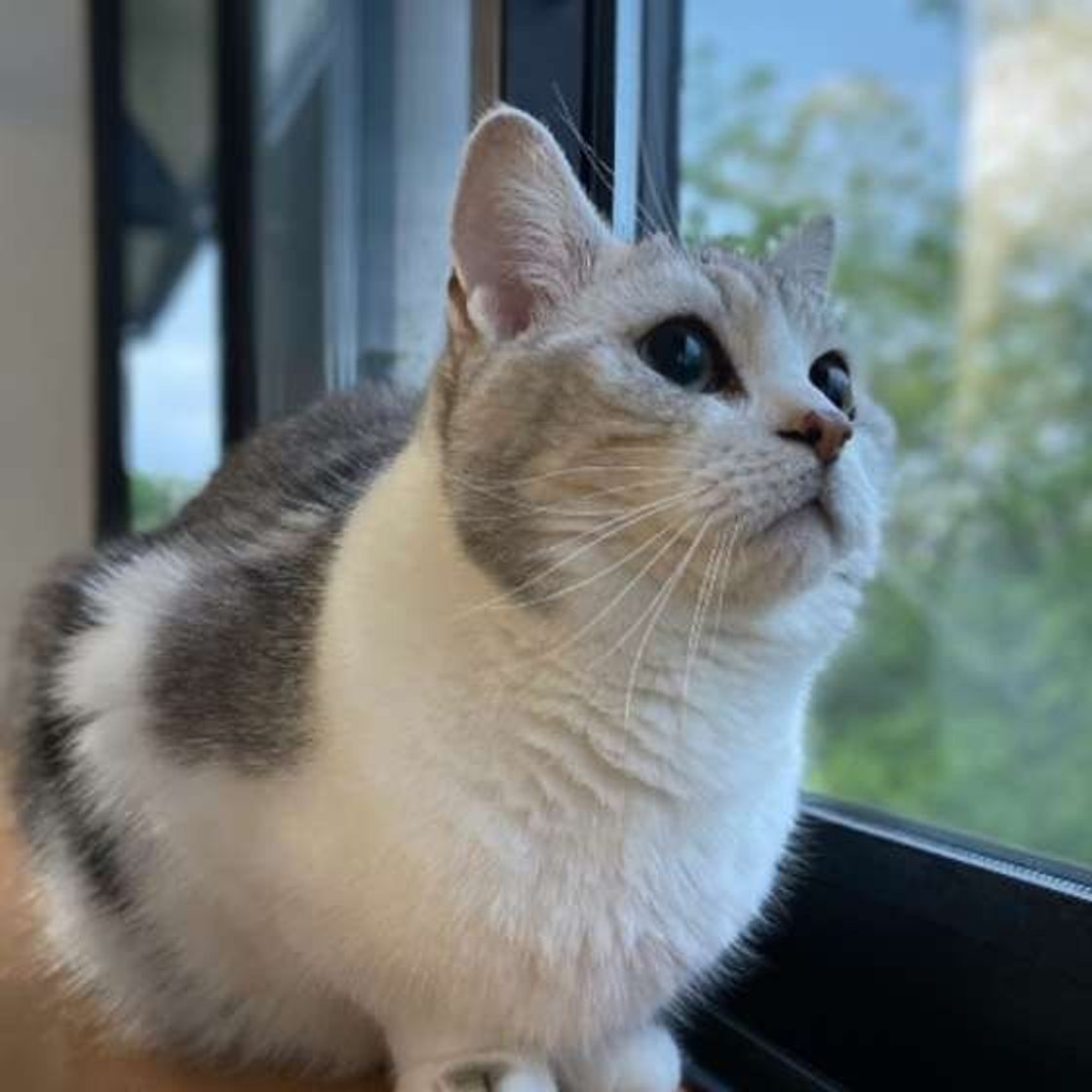 昼の猫はまったりモード 日中おススメの猫とのコミュニケーション法 ねこのきもちweb Magazine 昼の猫はまったりモード 日中おススメの猫とのコミュニケーション法 ねこのきもちweb Magazine