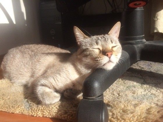 キジトラのココちゃん