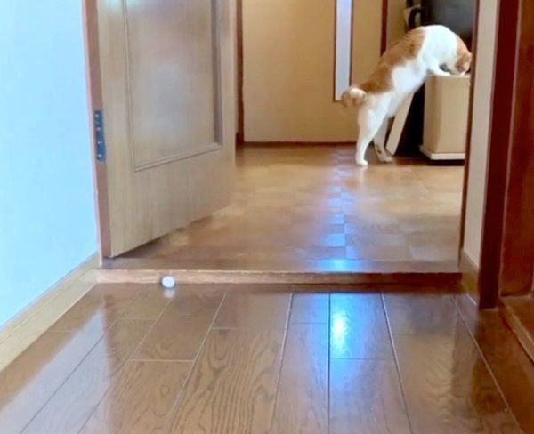 箱の中を漁るポン太ちゃん