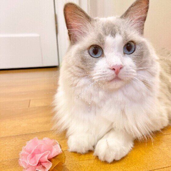 ラグドールのこむぎちゃん♪