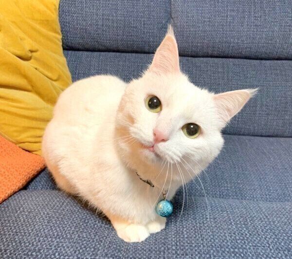 くつろぐハク様