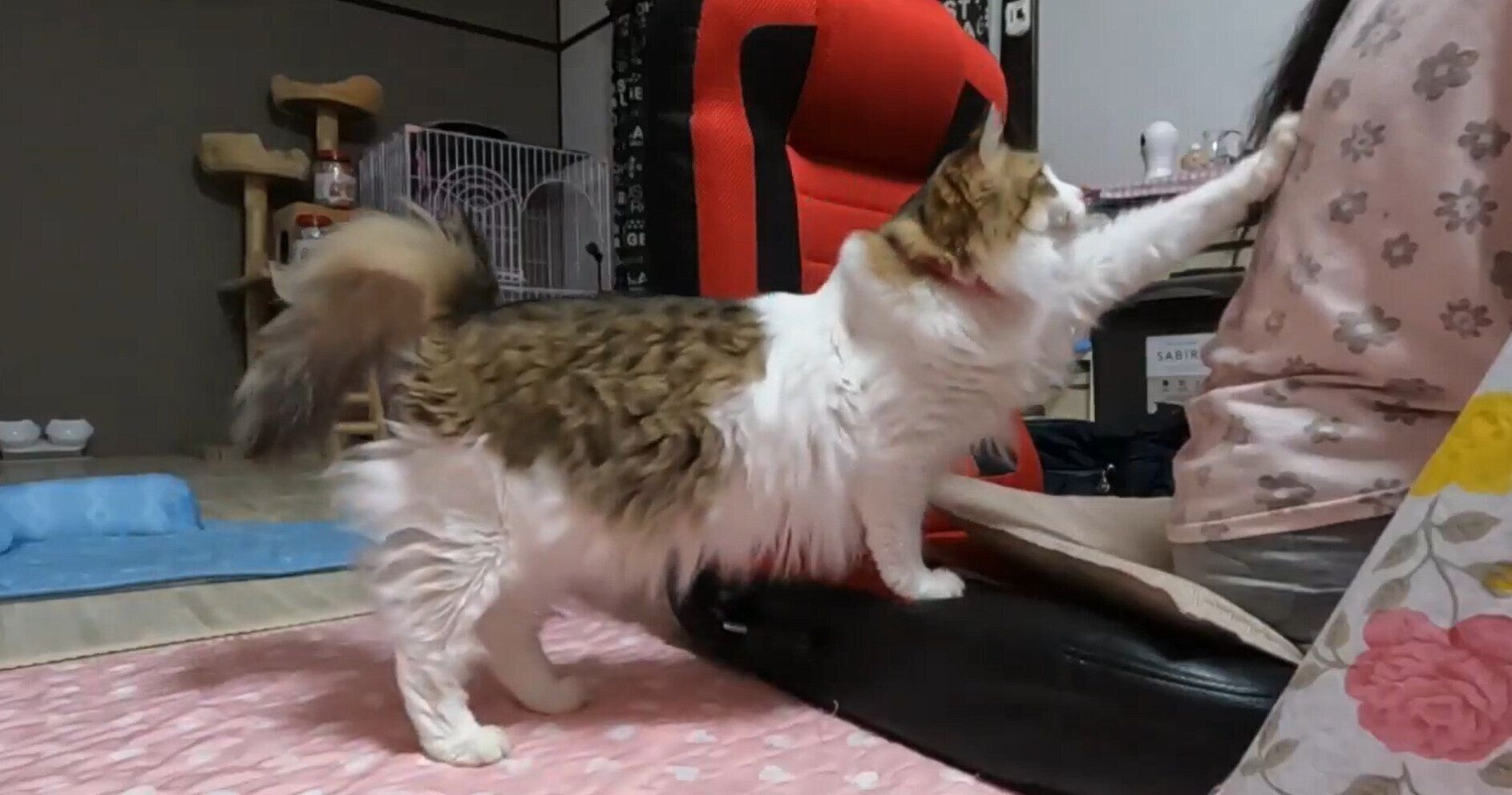 飼い主の背中を前足で触る猫