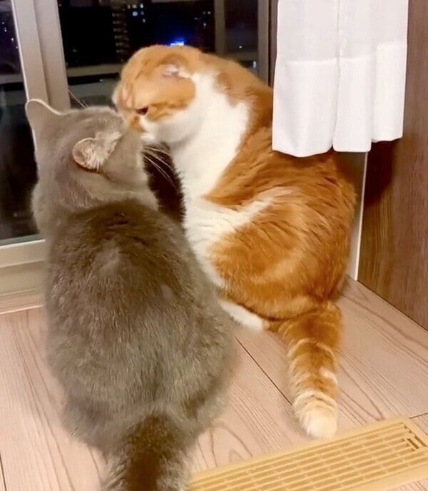 顔をくっつけるひまりちゃん、むぎくん