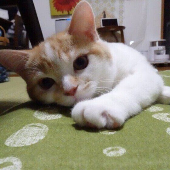 甘えるウリエルくん（スコティッシュフォールド）