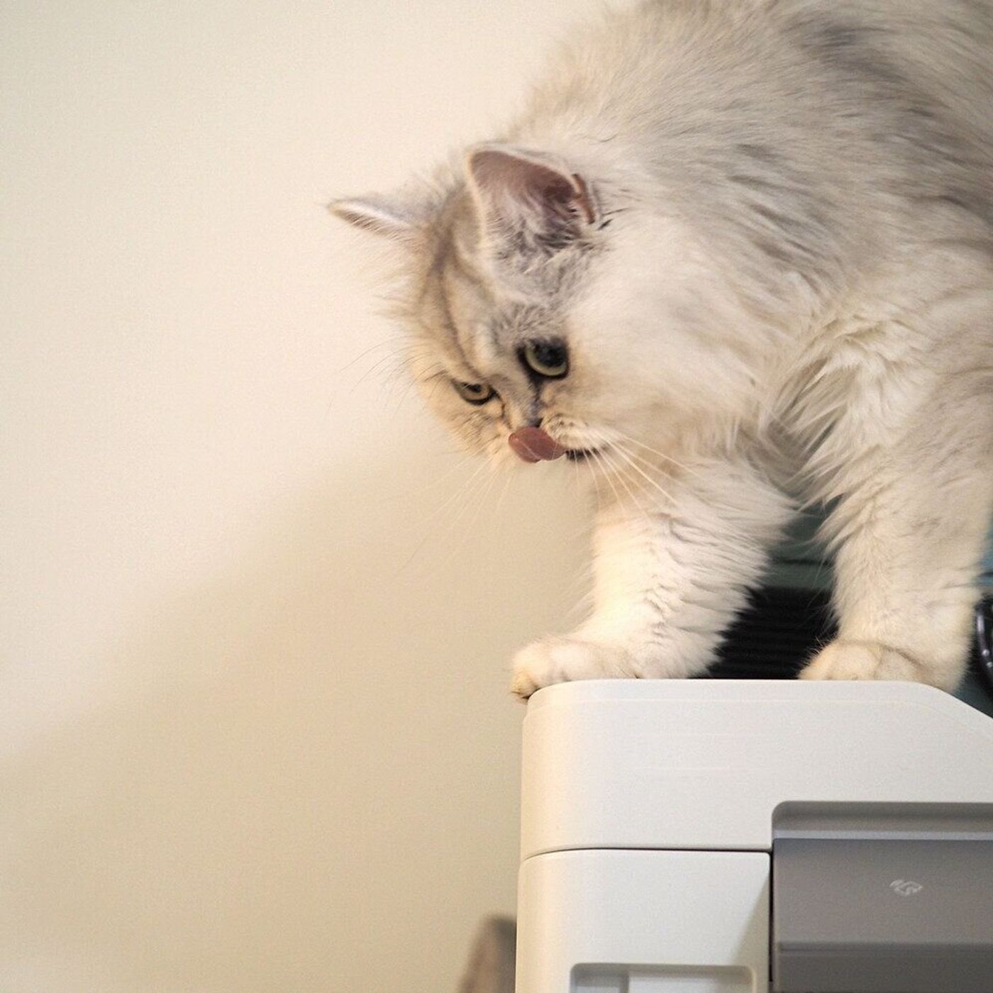 シニア猫になっても食欲は変わらず つまみ食いを挑戦するも徒労に終わったお話 連載 渋ネコししまるさん 152 ねこのきもちweb Magazine シニア猫になっても食欲は変わらず つまみ食いを挑戦するも徒労に終わったお話 連載 渋ネコししまるさん 152 ねこのきもちweb Magazine