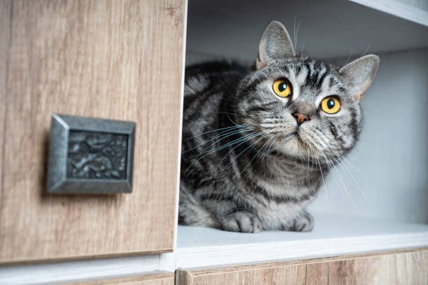 引き出しから顔を出す猫