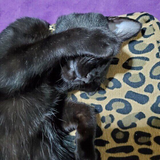 音々ちゃんのまぶしい寝