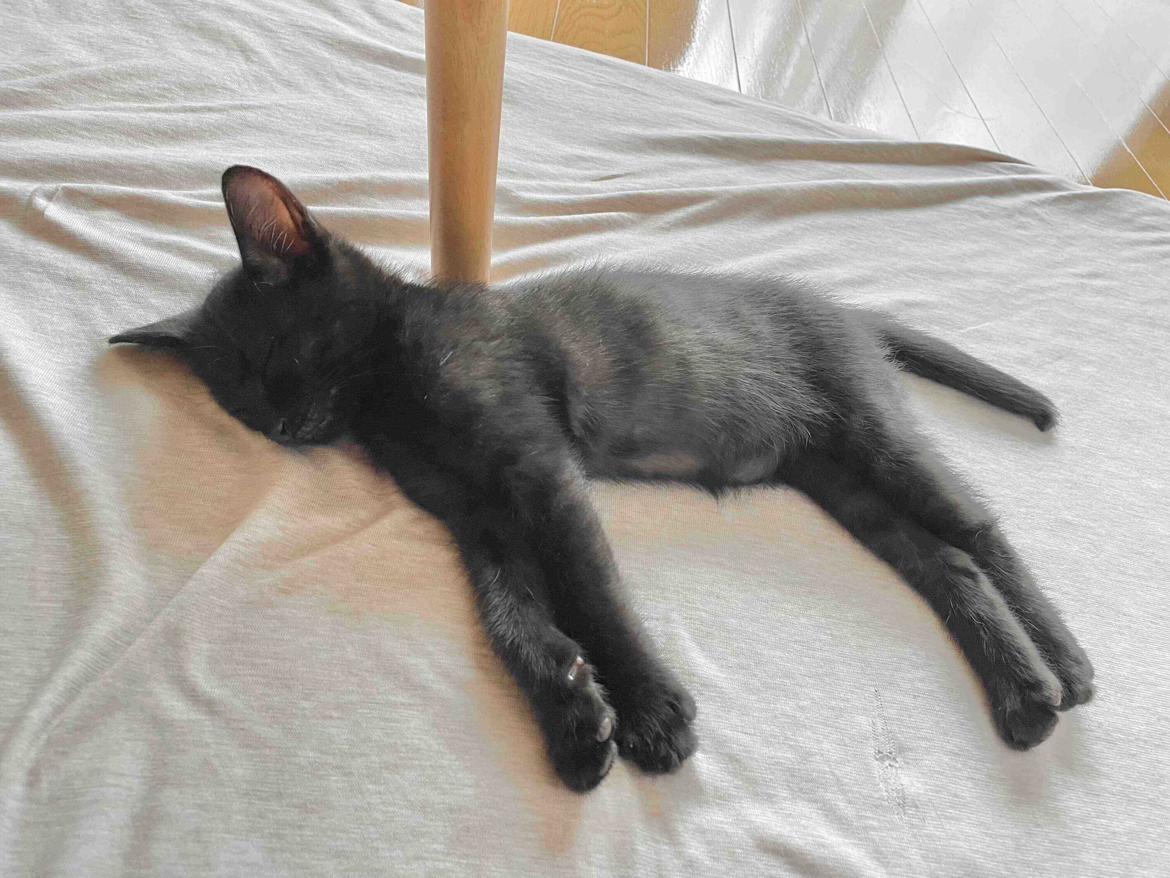 生後2カ月頃のこぐまくん