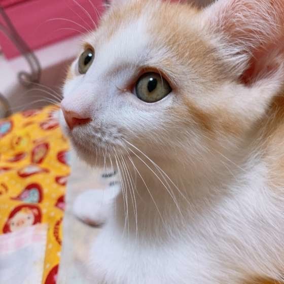 凛々しいエイルくん