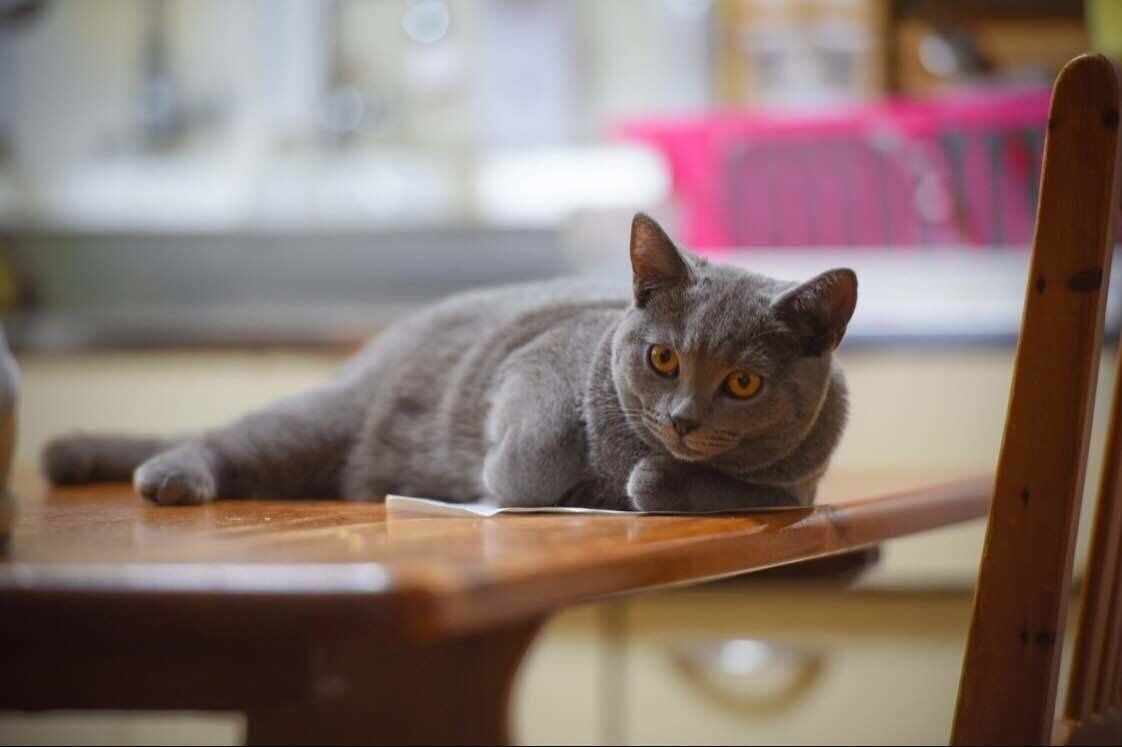 シャルトリュー