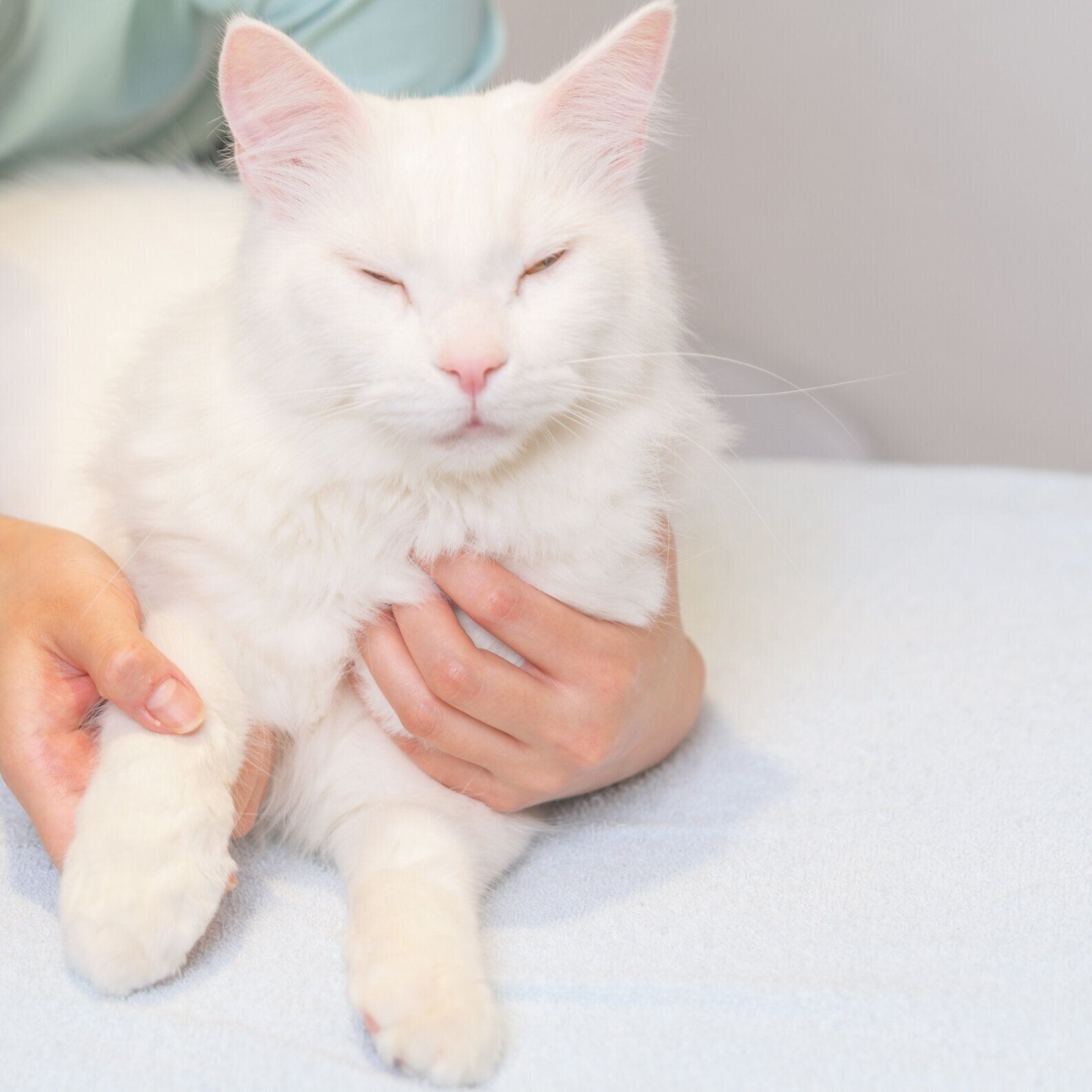 撮影／石原さくら