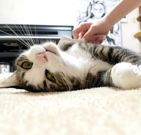 寝転がるオデコちゃん