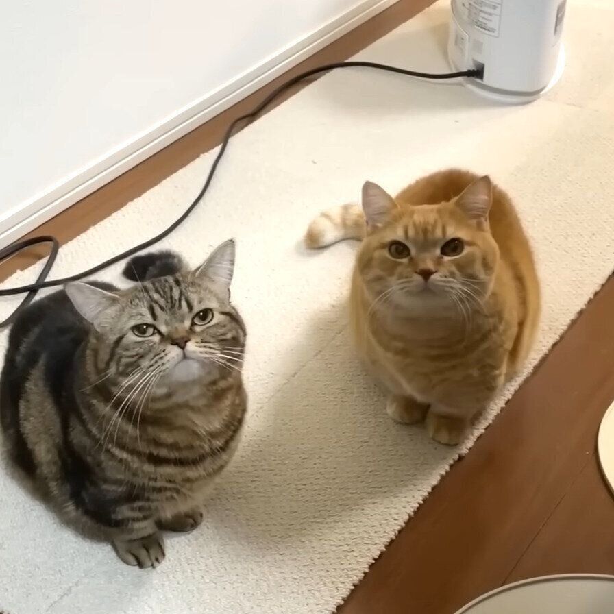 プリンちゃんとメルちゃんの期待に満ちたまなざし