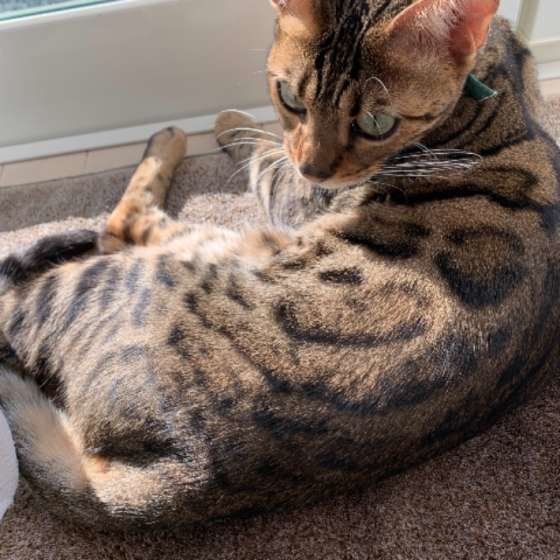 窓際でくつろぐベンガル