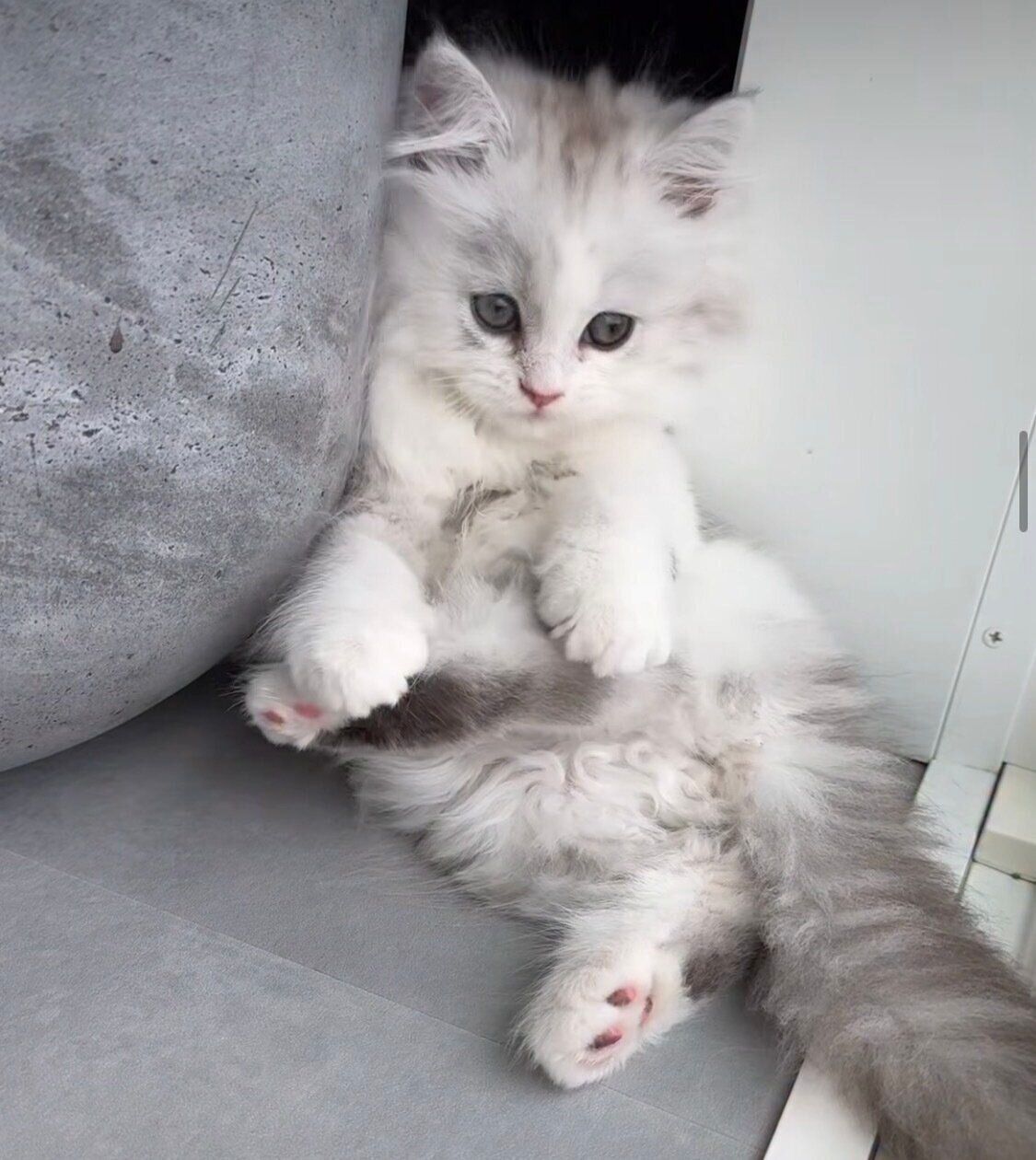 “おじさんのような格好”になるぴふちゃん