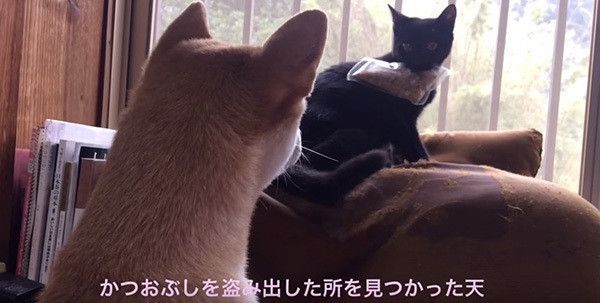 柴犬と黒猫