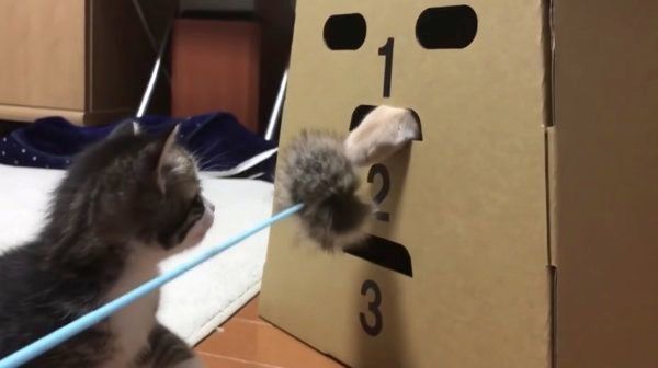 とび箱で遊ぶ猫