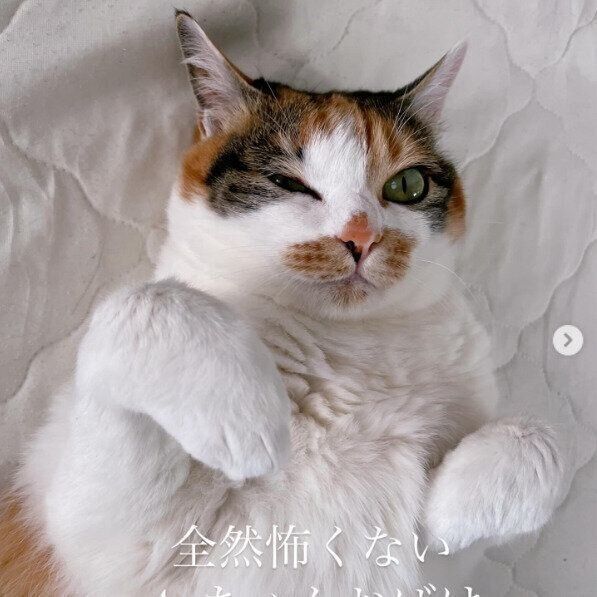 仰向けに寝転がるあんこちゃん