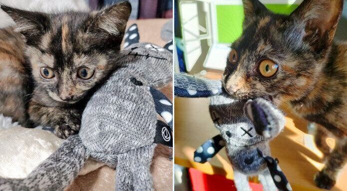 （写真左から）生後推定4カ月ごろの晴ちゃん、生後推定9カ月ごろの晴ちゃん