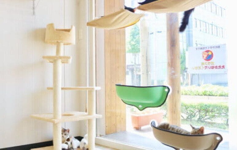 大きな窓から道行く人を眺める猫たち