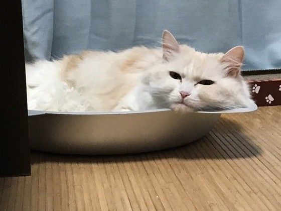 箱に入っているマンチカン・ロングヘア