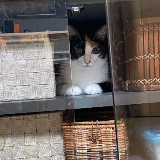 ミケのののちゃん