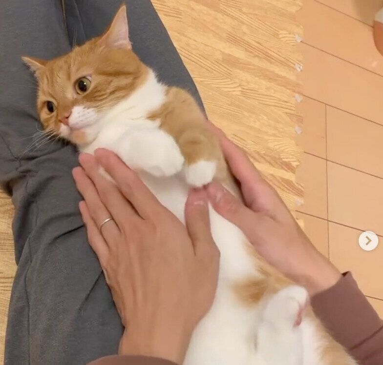 まったりするウニちゃん