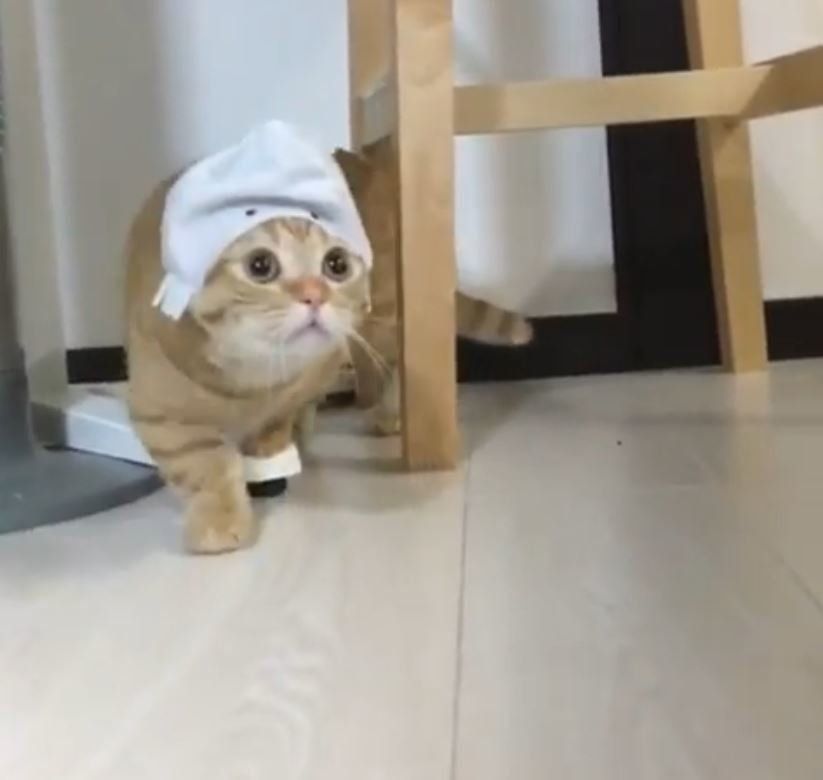 被り物をした猫