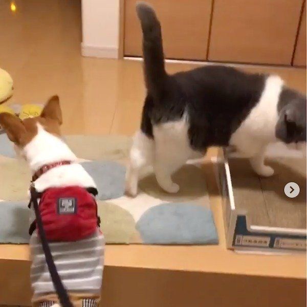 ワンコをお迎えするブリティッシュショートヘア