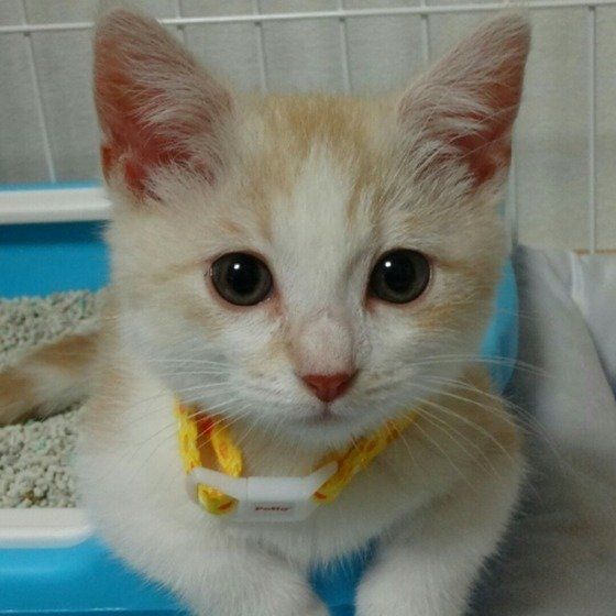 初めてのトイレ、上手にできました♪