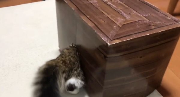 箱に入る猫