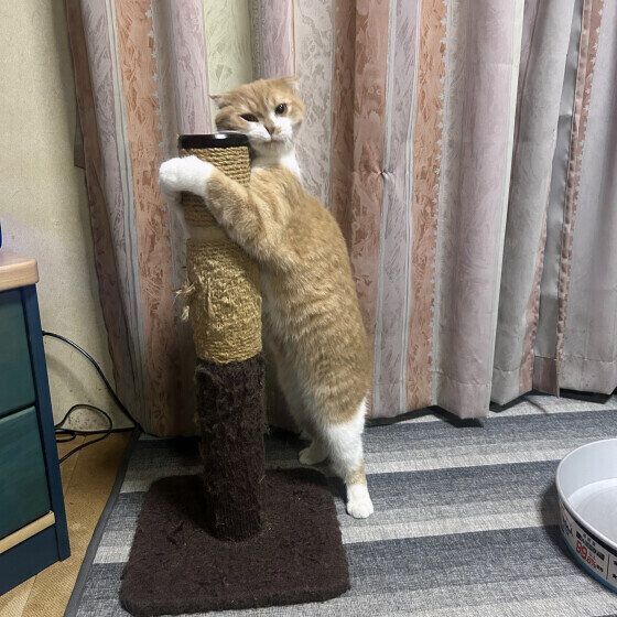 爪とぎ器にスリスリするうに君