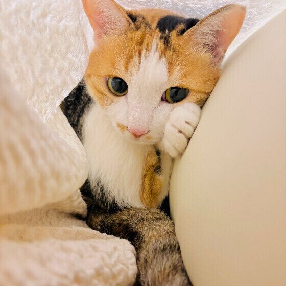 ソファのすき間でくつろぐミケ猫