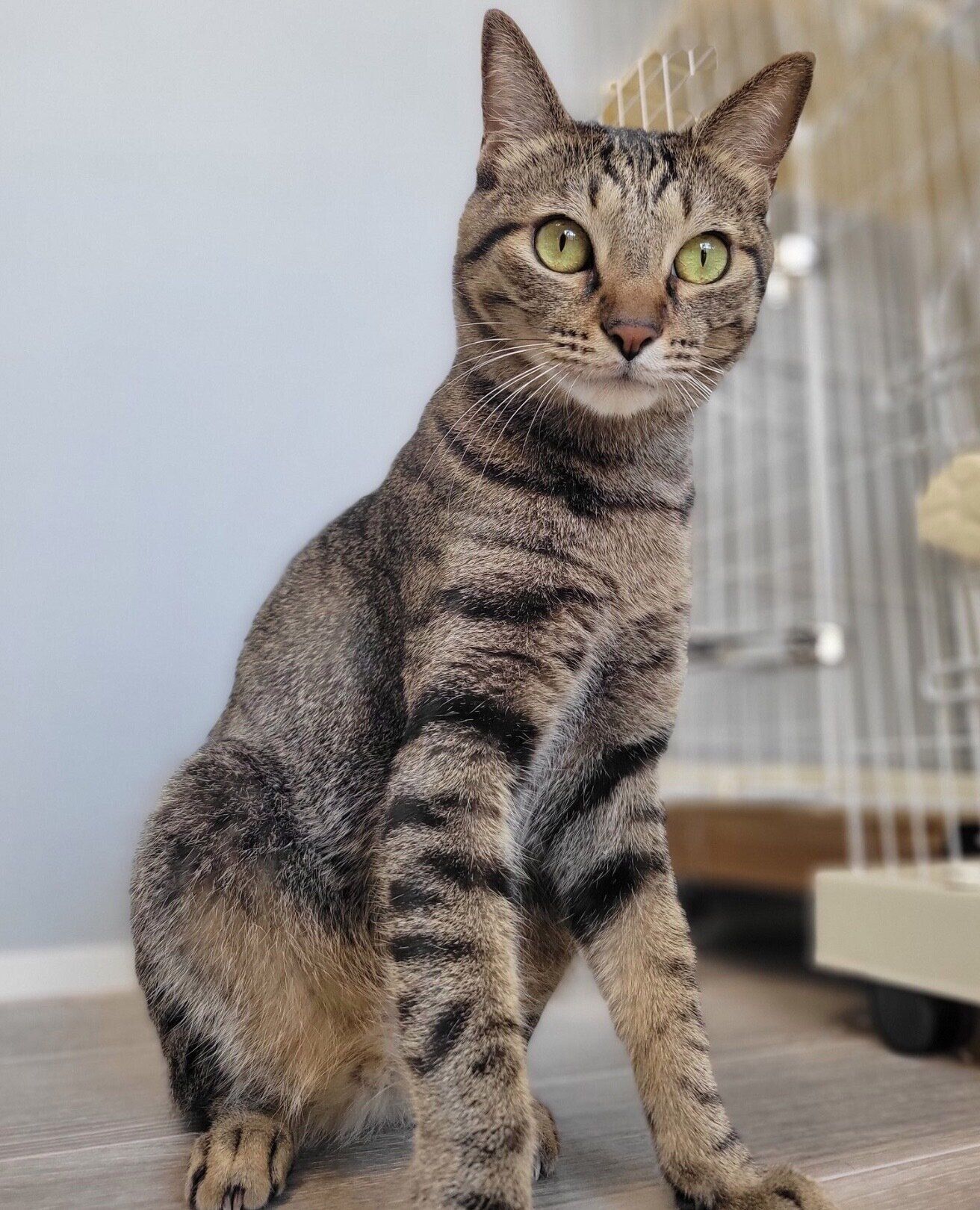 キリッとするおこめくん