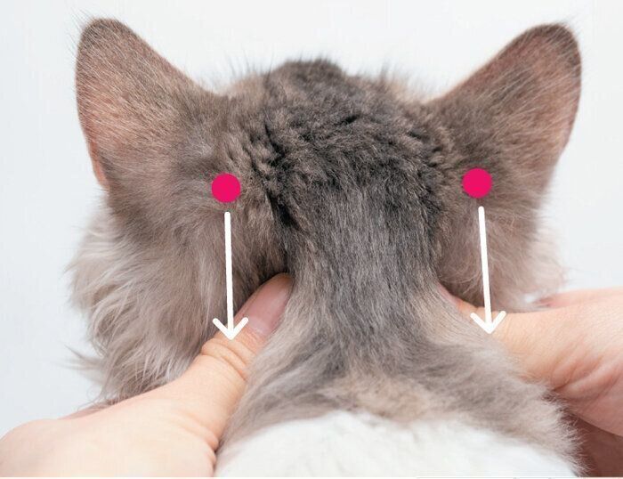 後頭部をマッサージされる猫