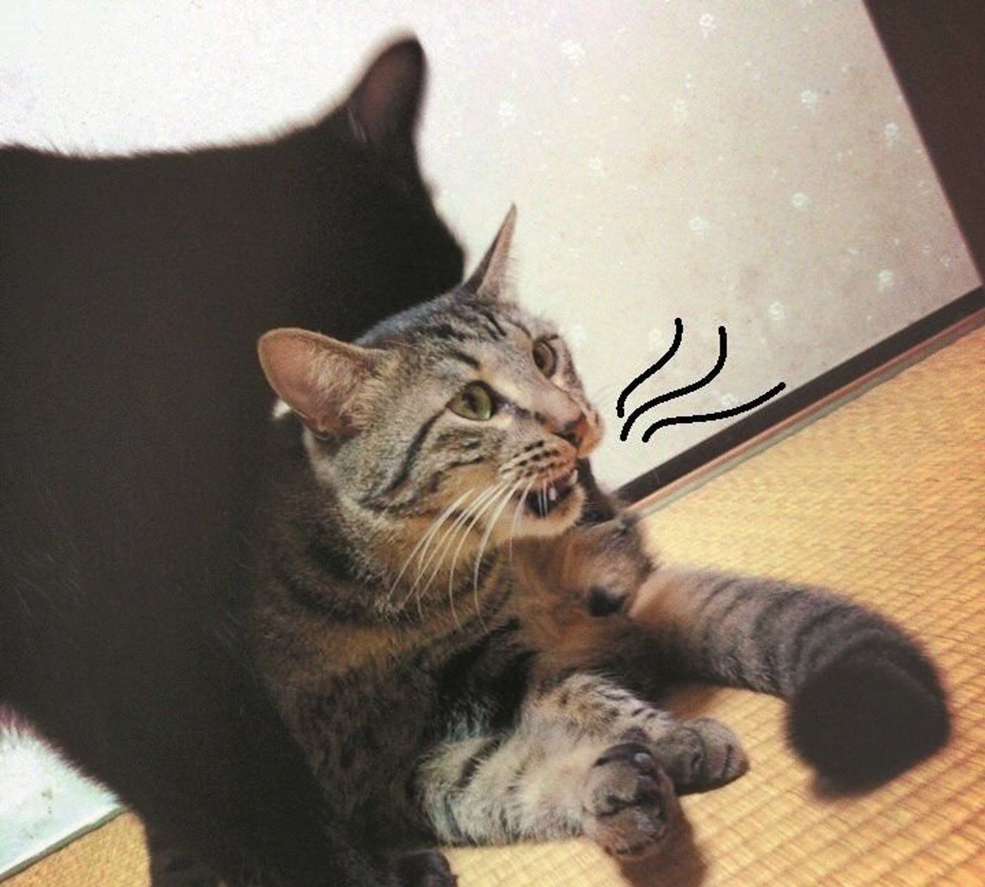見られるとうれしいこの変顔 フレーメン反応のすべて ねこのきもちweb Magazine 見られるとうれしいこの変顔 フレーメン反応のすべて ねこのきもちweb Magazine