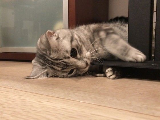 寝転ぶアメリカンショートヘア