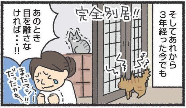 2匹目の猫を迎える前に知っておきたいこと
