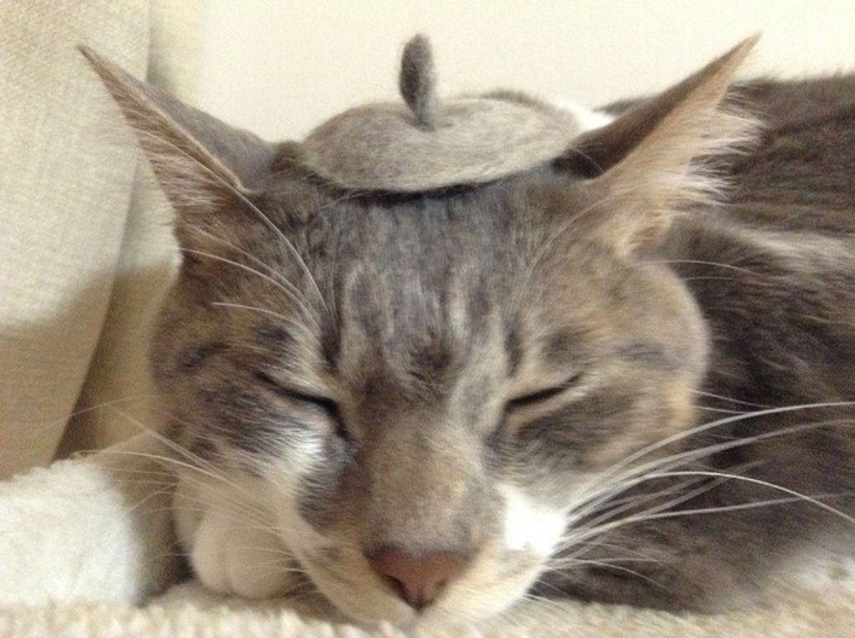 飼い主さんも戸惑う猫の不思議行動 その背景には意外な理由が ねこのきもちweb Magazine