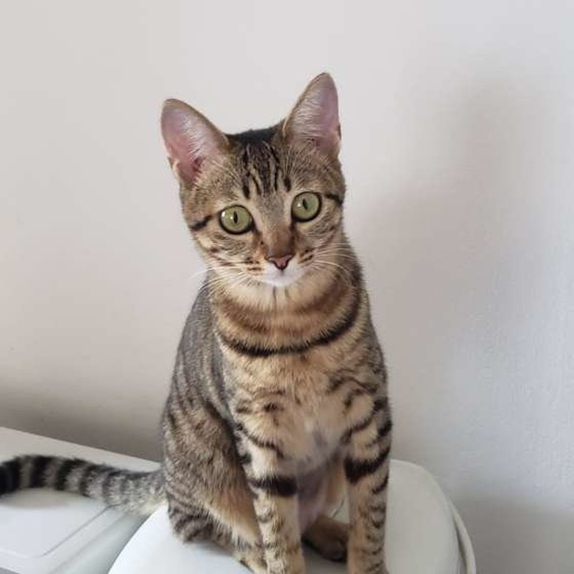 調査 猫は炊飯器の上に乗るのが好き かわいい光景だけど注意も ねこのきもちweb Magazine 調査 猫は炊飯器の上に乗るのが好き かわいい光景だけど注意も ねこのきもちweb Magazine