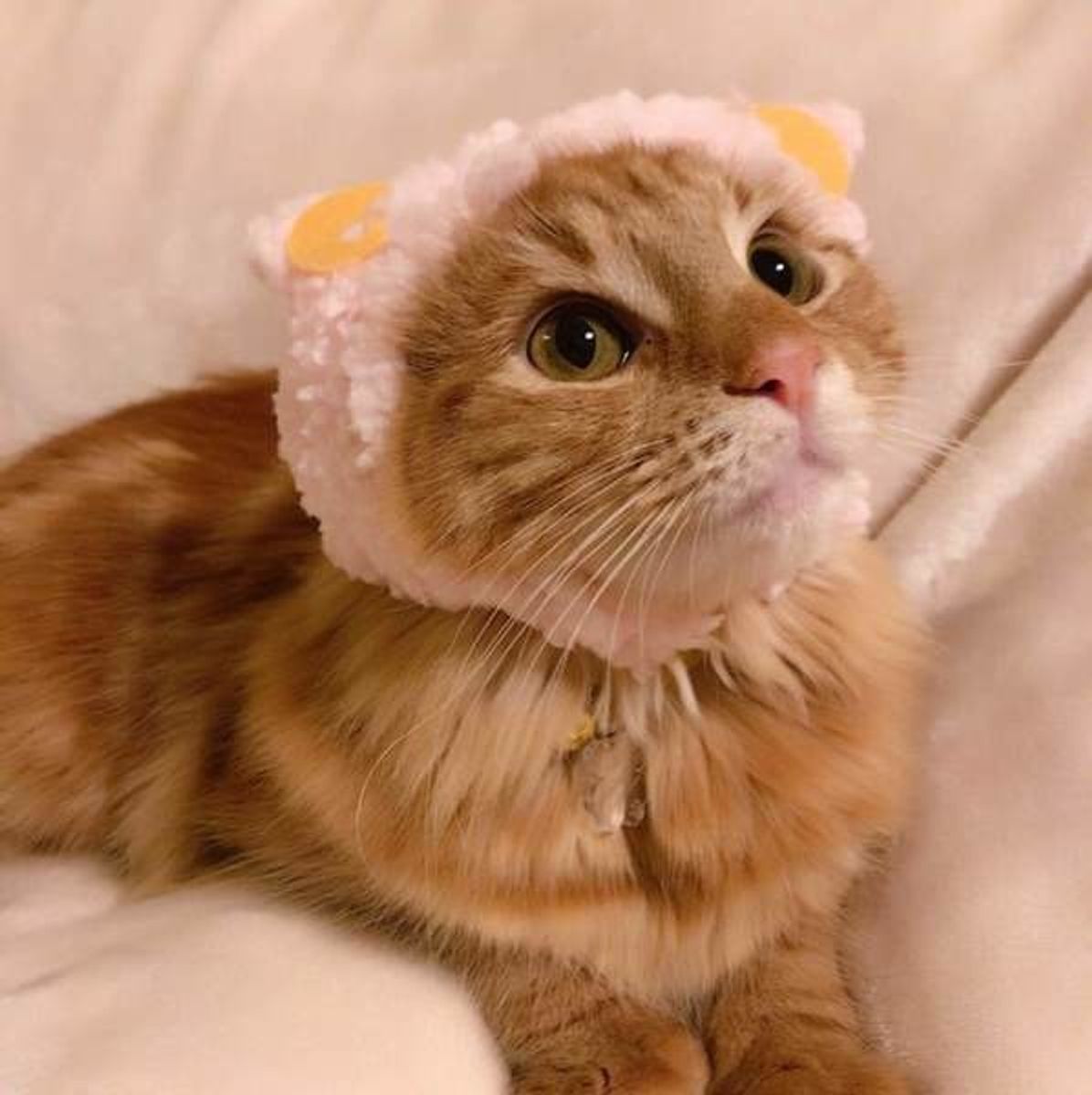 猫草って本当に必要 猫が猫草を食べる理由と与え方の注意点とは ねこのきもちweb Magazine 猫草って本当に必要 猫が猫草を食べる理由と与え方の注意点とは ねこのきもちweb Magazine