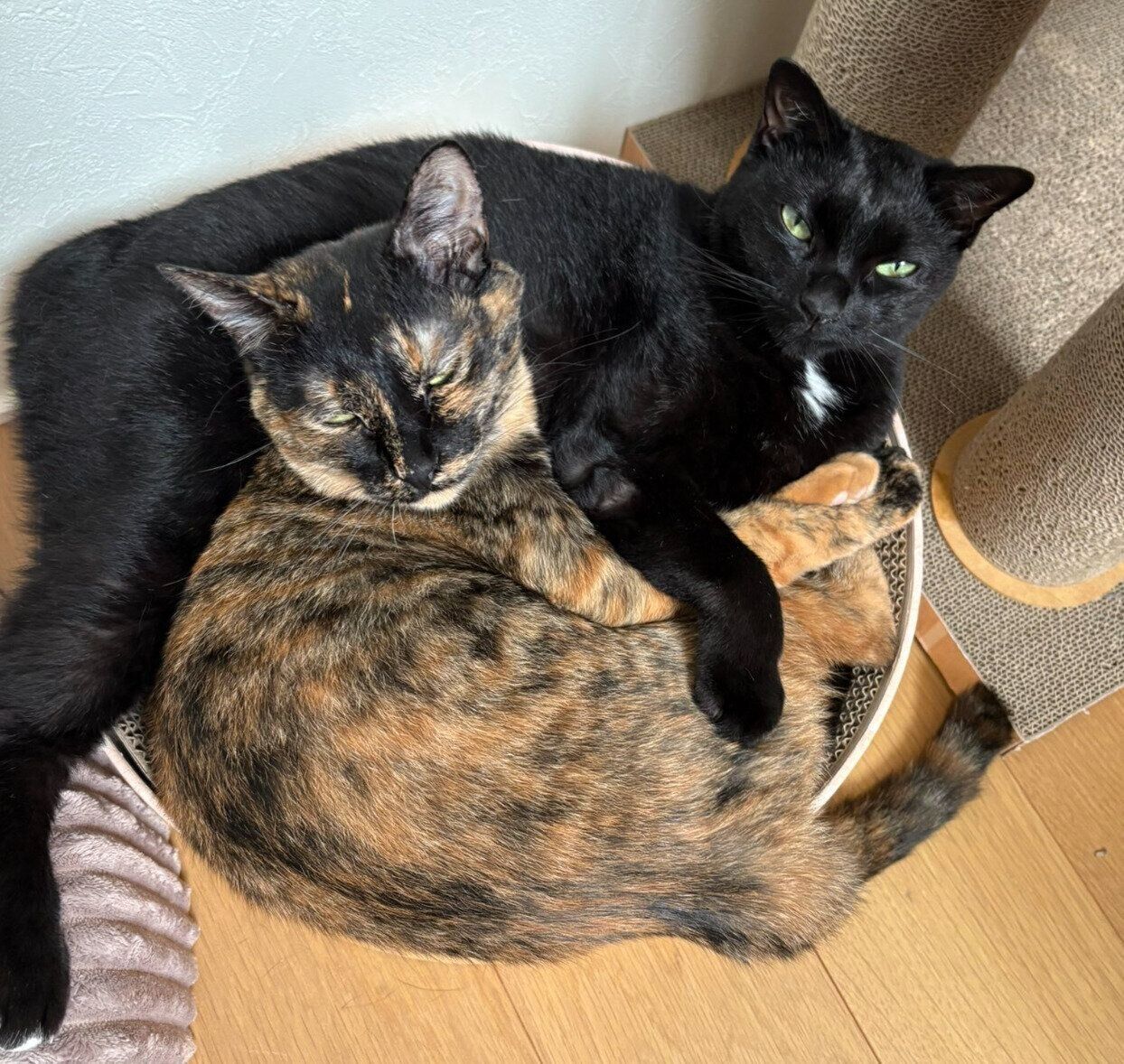 くっつくネモちゃん、ぼたんちゃん