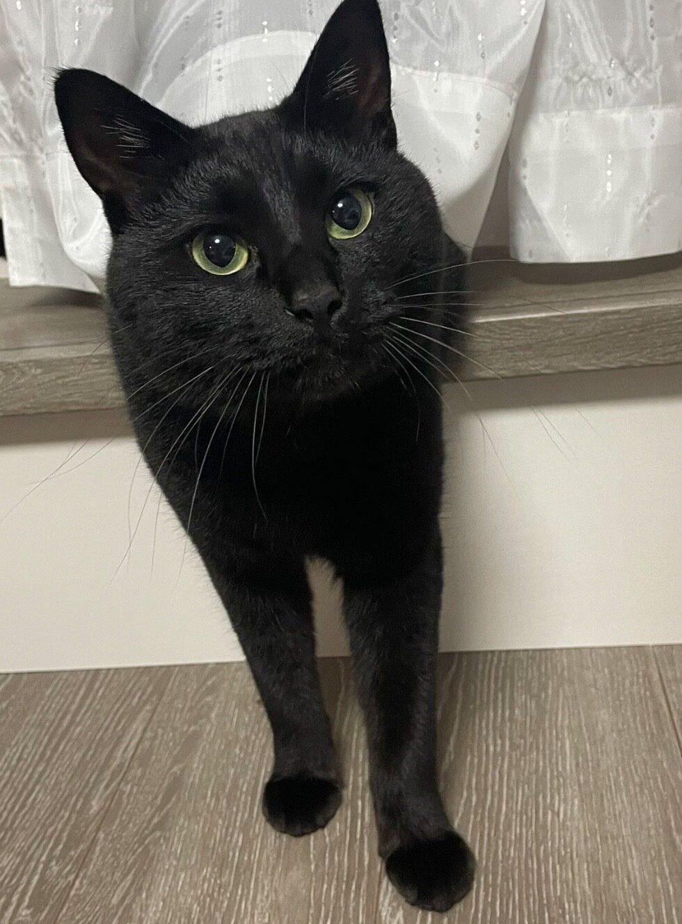 見つめるりーじくん