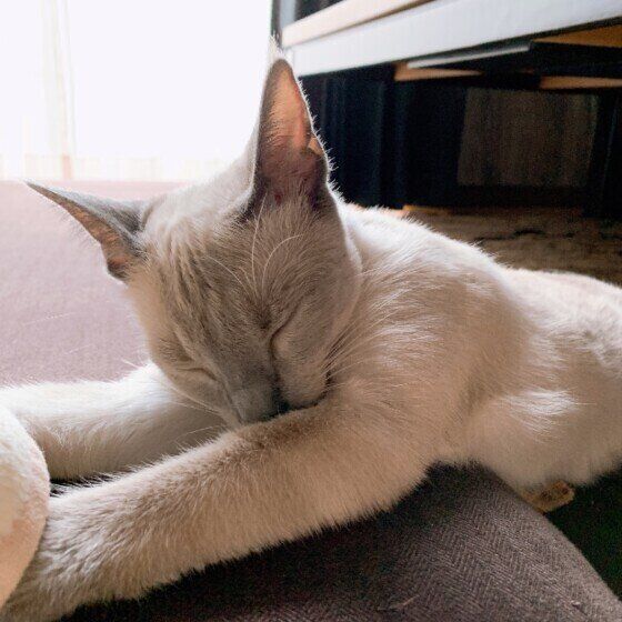 眠るロシアンブルー