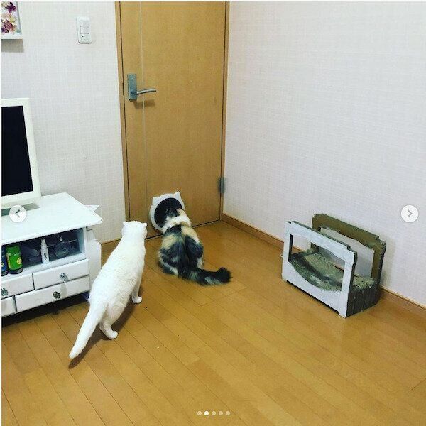 猫のペットドア
