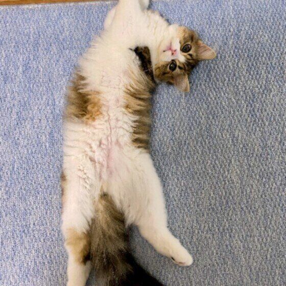 スコティッシュフォールド・ロングヘア