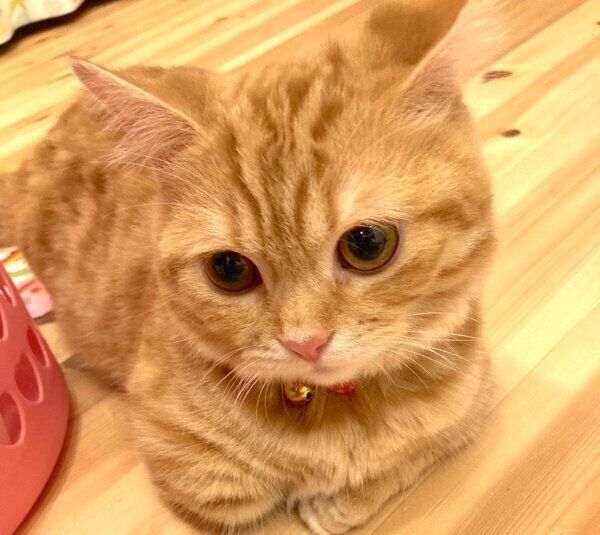 くつろぐぷてぃこちゃん