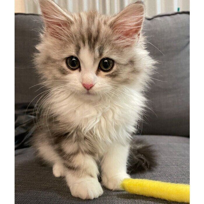 家族に迎えて3日目のふゆくん