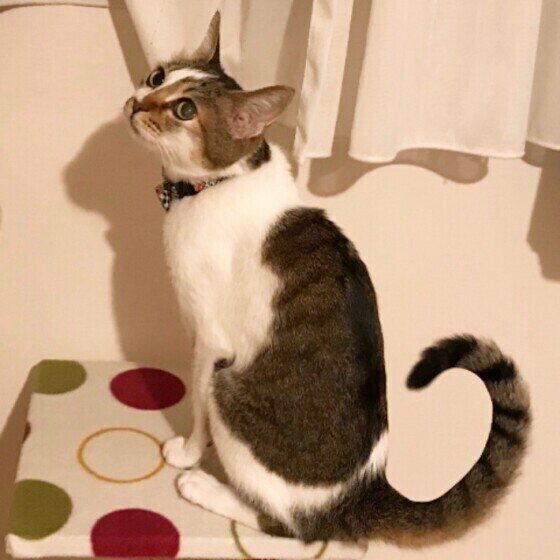 キジトラ・ひめちゃんのくるんとしたしっぽ