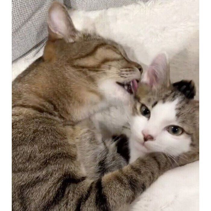 仲良しならん丸くん、ゆき丸くん